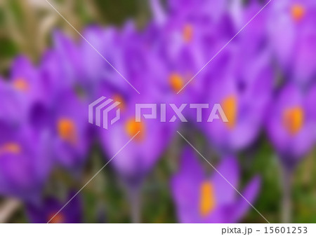 Violet crocus is one of the first spring flowers Violet crocus is one of the first spring flowers 15601253