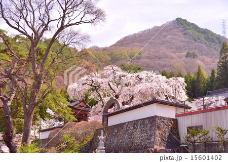 真田山長谷寺 真田山長谷寺 15601402