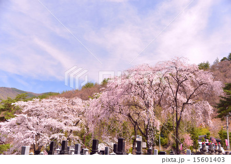 お墓と桜と春の空 お墓と桜と春の空 15601403