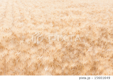 麦畑 15601649