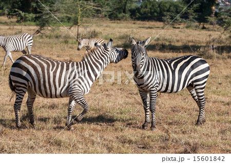 Zebras in the grasslands  15601842