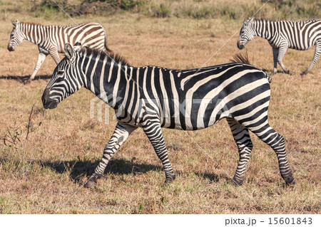 Zebras in the grasslands Zebras in the grasslands 15601843