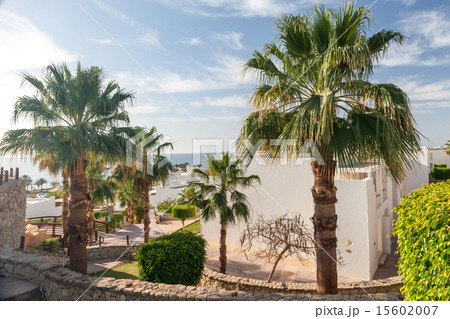 Palm alley on  tropical egyptian beach 15602007