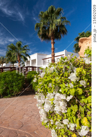 The tropical garden in Egypt. 15602009