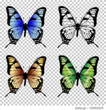 Butterfly Butterfly 15602023