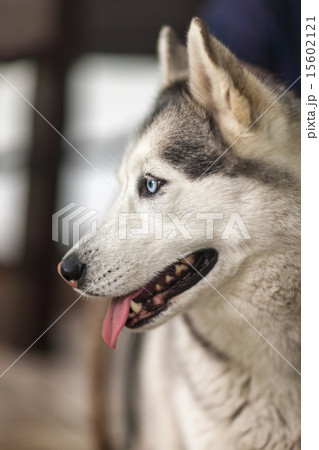 Portrait of Siberian Husky 15602121