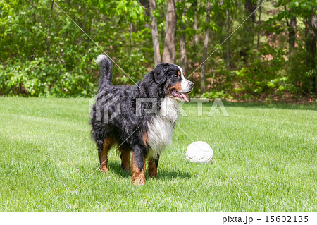 Dog in the grass 15602135