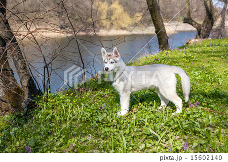 Portrait of puppy Siberian Husky Portrait of puppy Siberian Husky 15602140