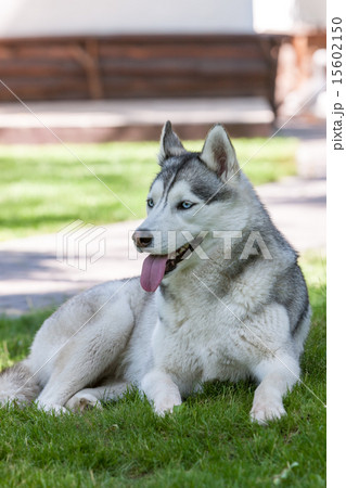 Portrait of Siberian Husky 15602150