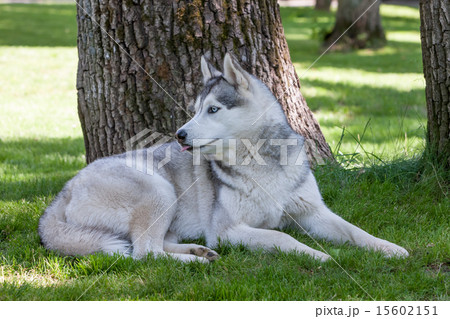 Portrait of Siberian Husky Portrait of Siberian Husky 15602151