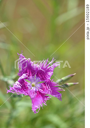 カワラナデシコ（河原撫子） 15602189