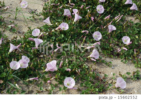 浜昼顔 浜昼顔 15602552