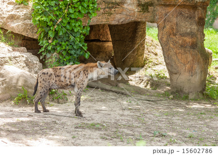 Hyena wandering in zoo 15602786