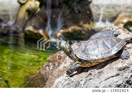 Two turtles Two turtles 15602824