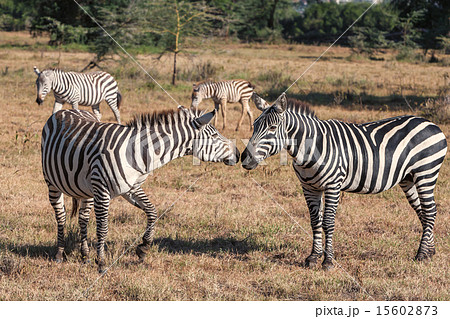 Zebras in the grasslands  15602873