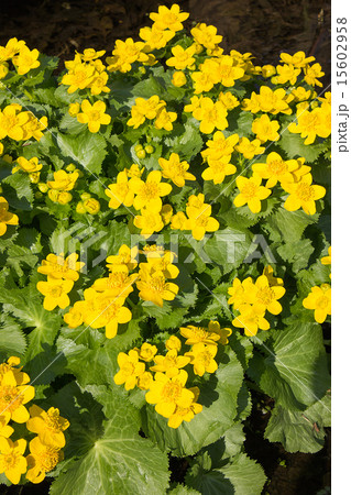 エゾノリュウキンカ、星置緑地公園 エゾノリュウキンカ、星置緑地公園 15602958