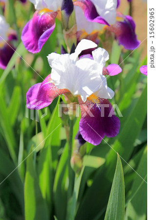 ジャーマンアイリス ジャーマンアイリス 15602965