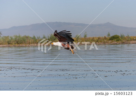 hawk flying over the water hawk flying over the water 15603123