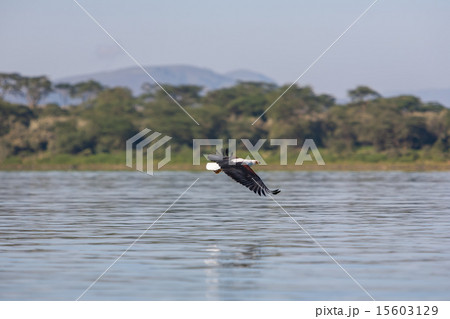 hawk flying over the water  15603129