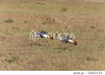 Crowned Crane  15603134