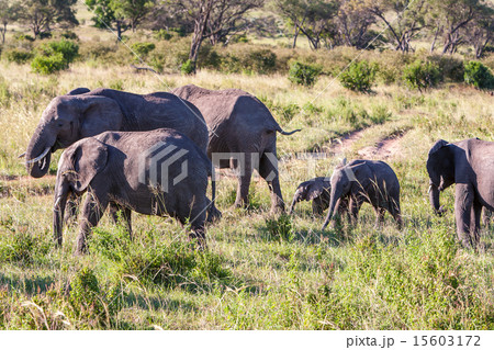 elephant family walking in the savanna 15603172