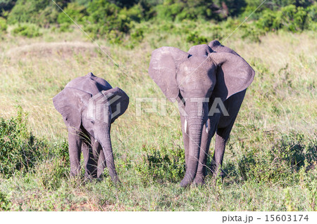 elephant family walking in the savanna elephant family walking in the savanna 15603174