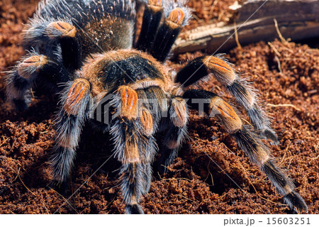 Mexican red knee tarantula  15603251