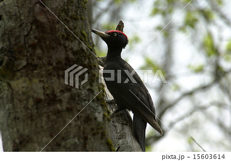 クマゲラ 15603614