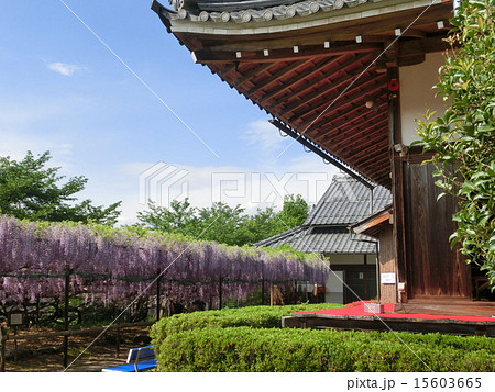 正法寺と藤 正法寺と藤 15603665