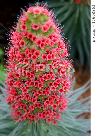 エキウム・ウィルドプレッティ エキウム・ウィルドプレッティ 15603863