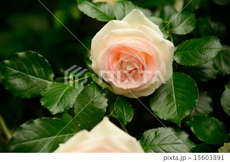 バラの花 15603891