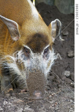 red river hog 15603980