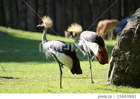 grey crowned crane grey crowned crane 15603981