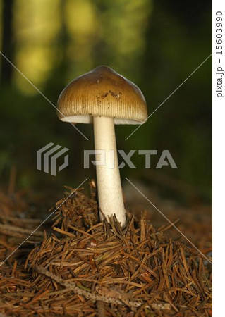 unidentified brown mushrooms 15603990