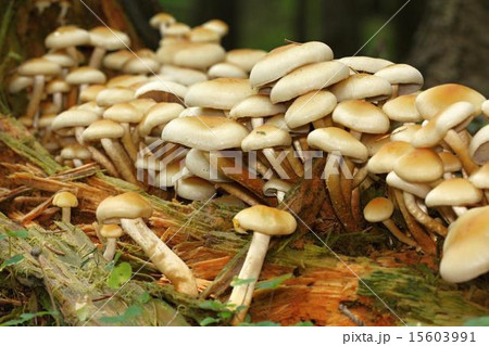 unidentified yellow mushrooms 15603991