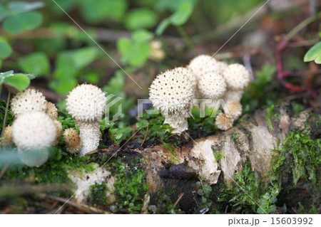 unidentified white puffballs unidentified white puffballs 15603992