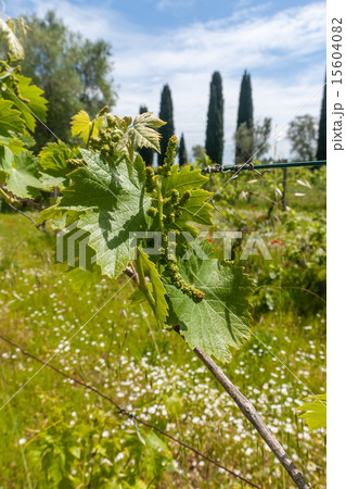 young green unripe wine grapes  15604082