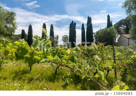young green unripe wine grapes young green unripe wine grapes 15604083