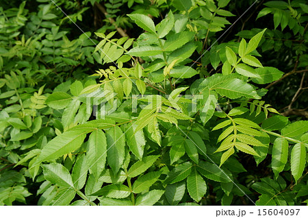 ヌルデの若葉 ヌルデの若葉 15604097