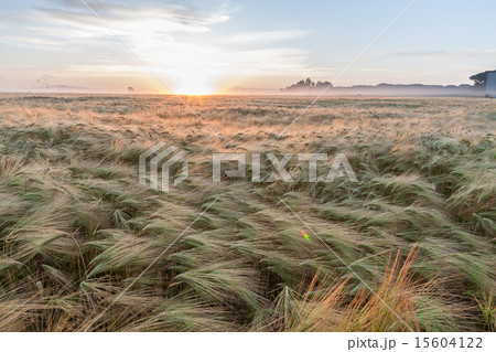 Young wheat growing in green farm field under blue sky 15604122