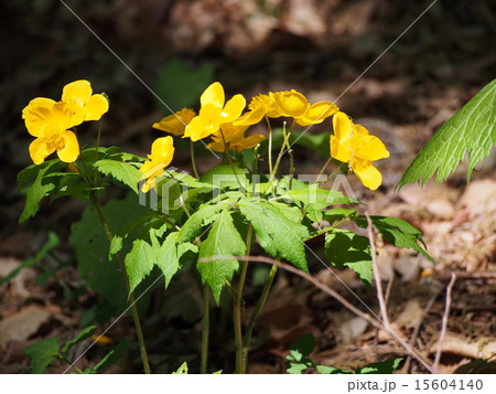 ヤマブキソウの花（群馬県渋川市） 15604140