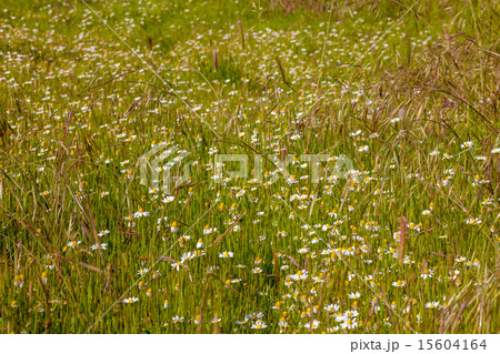 field of camomiles field of camomiles 15604164