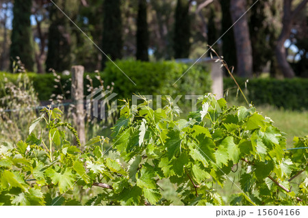 young green unripe wine grapes  15604166