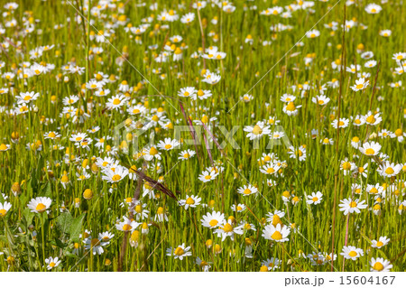 field of camomiles 15604167