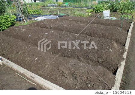 家庭菜園の畝 15604213