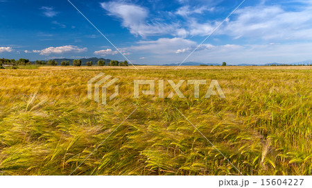 Young wheat growing in green farm field 15604227