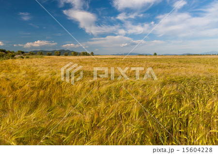 Young wheat growing in green farm field 15604228
