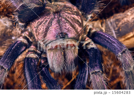 tarantula Phormictopus sp purple 15604283