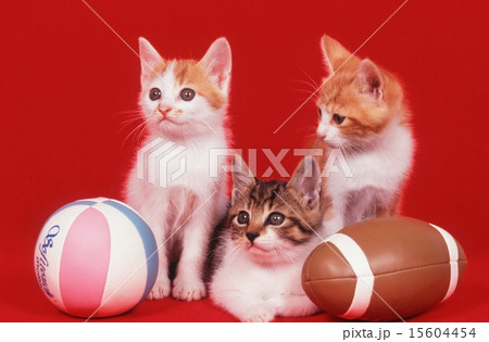 かわいい子猫 かわいい子猫 15604454