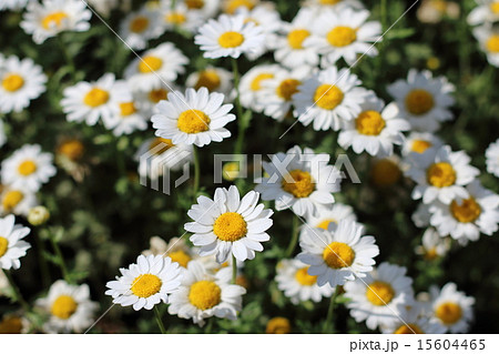 テイジー テイジー 15604465